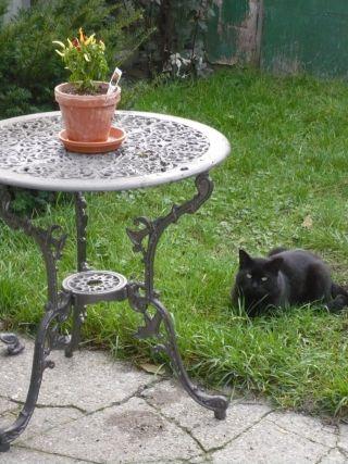 cats chillin' in the backyard..
