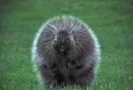 Our porcupine