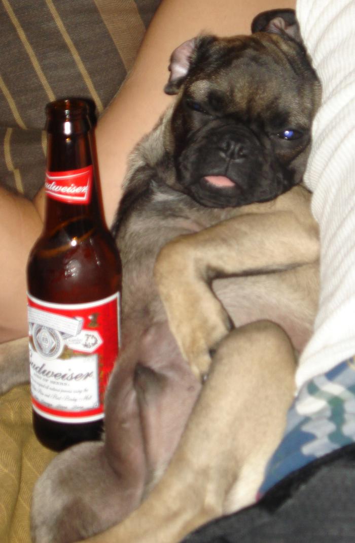 Lennon, our pug- Thats really my beer so dont fret lol