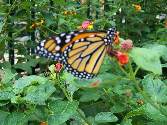 Monarch being released for it's journey to Mexico