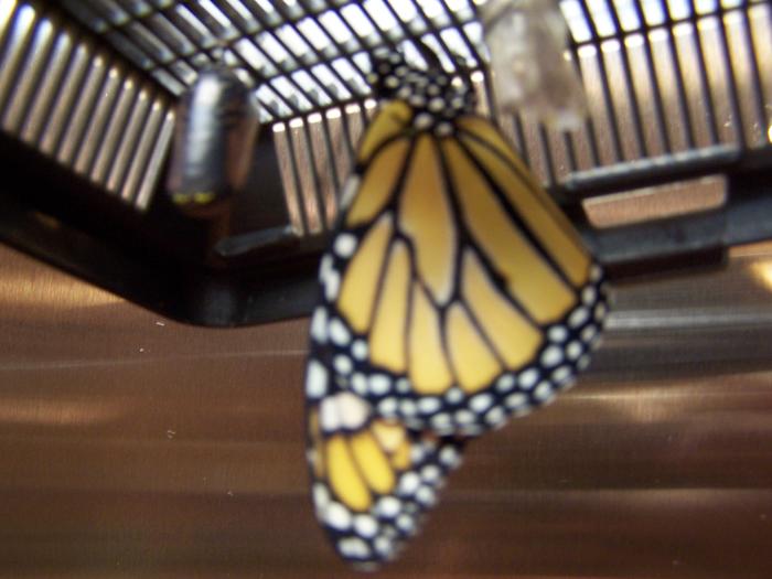 1st Monarch hatching