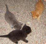 Leroy (black one), Steve (orange tabby), and Bindi (the gray one) at 3.5 weeks old. 