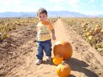 Rhett was in awe of the pumpkin patch. He just kept pointing and saying "ball"
