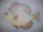 The Sunfish done in colored pencil