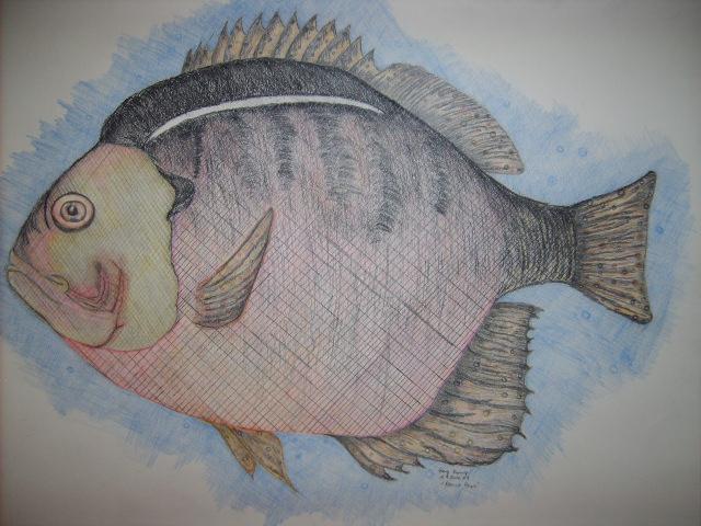 The Blue Gill done in colored pencil