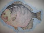 The Blue Gill done in colored pencil