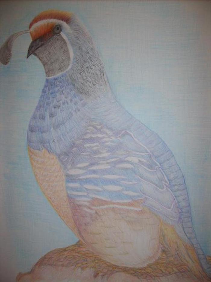 The Quail  done in pencil