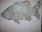 The Rock Bass done in charcol pencils