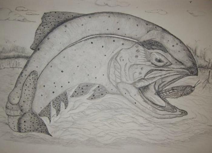 The Feeding Trout done in Charcol pencils
