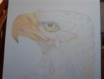 The Crying Eagle done in colored pencil