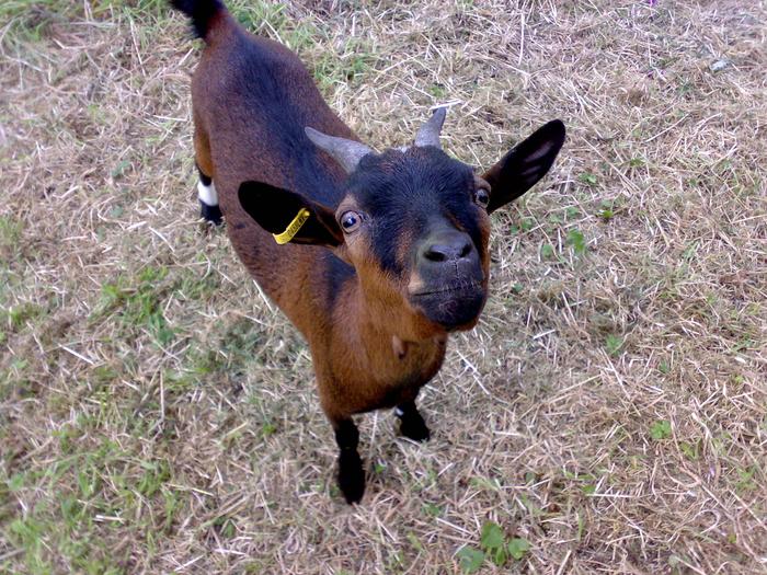 My naughty goat Shirley