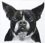 Drawing of Bugsy by Dr. Cheng