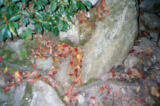 Leaves on a rock
