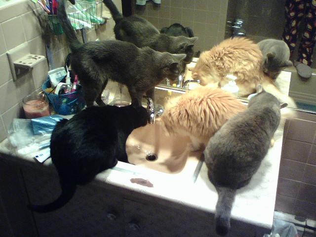 all kitties at bathroom sink! morning ritual