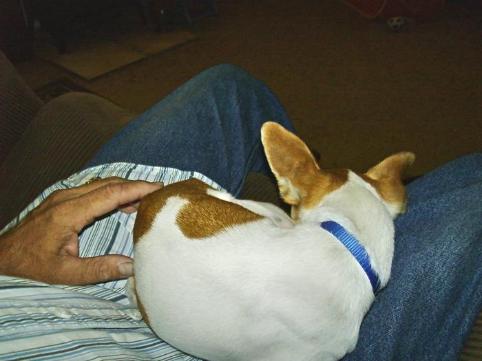 Sleeping in Dad's lap. It is warm.