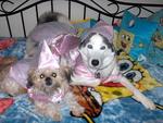 Miss Puff and Rawhide (yes, he's a male) in their princess halloween costumes