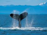 Love my humpback whales.
