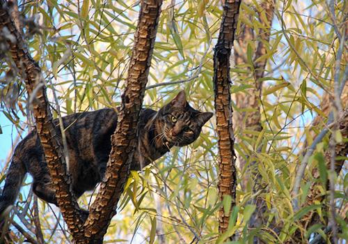 Lucky Lucy in a tree...busykitties!
