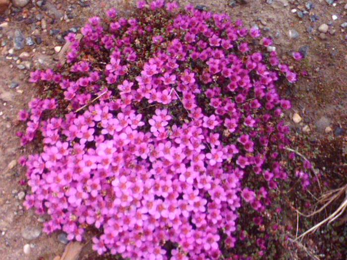 Prudhoe Bay, Ak. flowers