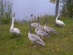 Swan Family in Wasilla