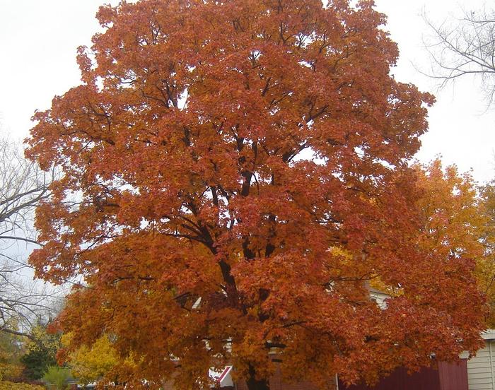 autumn tree on my street