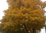 autumn tree on my street 2