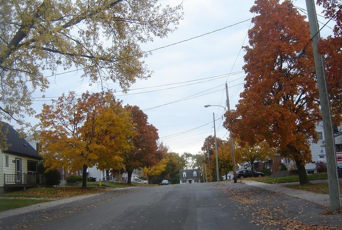 Autumn on my street. This was taken in front of my house.  beautiful colors