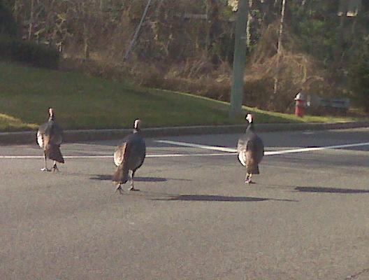 Day after Thanksgiving crossing the road 11/09