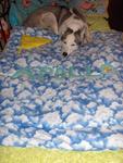 Miss Puff "testing" a dog-friend's new blanket