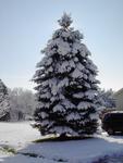 Blue Spruce in my side yard.  I love how the sun is just peeking around it.