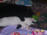 Kitties Sam(Black) and Oatmeal (White)