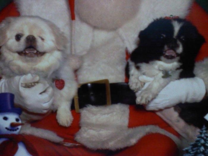 Diesel and Chloe Christmas pict with Santa.Big Smiles