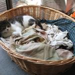 Moppet in Tess' dog basket. "Well, it's comfy and the sun comes in! Purrrrfect place for a kitty kip