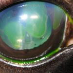 Stained corneal ulcers caused by post op medications