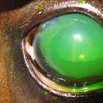 that is a horse's eye that is ONE big ulcer.  Now must regrow