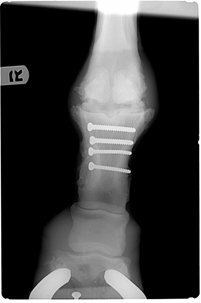 4 weeks post op.  4 screws put his leg back together