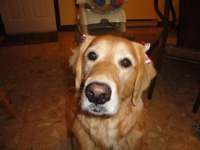 Honey with bows after being groomed for the holidays!