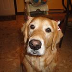 Honey with bows after being groomed for the holidays!