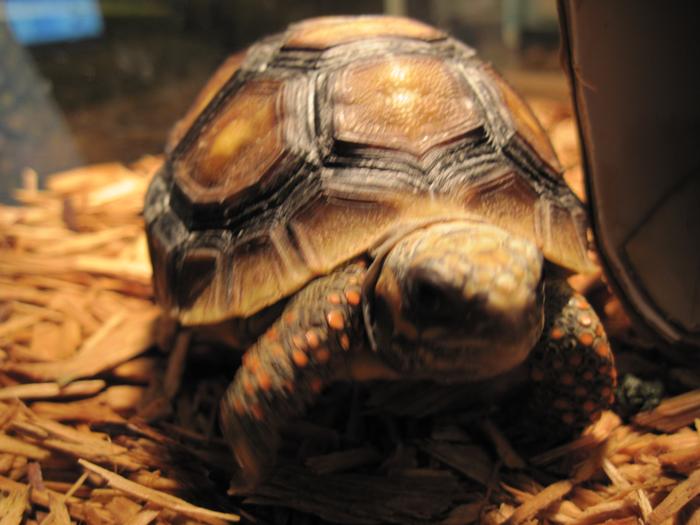 My red footed tortoise, Polly. 