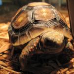 My red footed tortoise, Polly. 