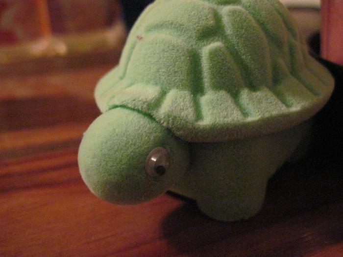 Velvety turtle 