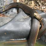 Snake in my garden Jan 5 2010. Gotta love Australia's wildlife, hey!