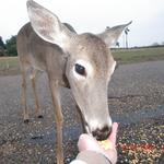 She is my buddy! Mama deer follows me around until I feed her.