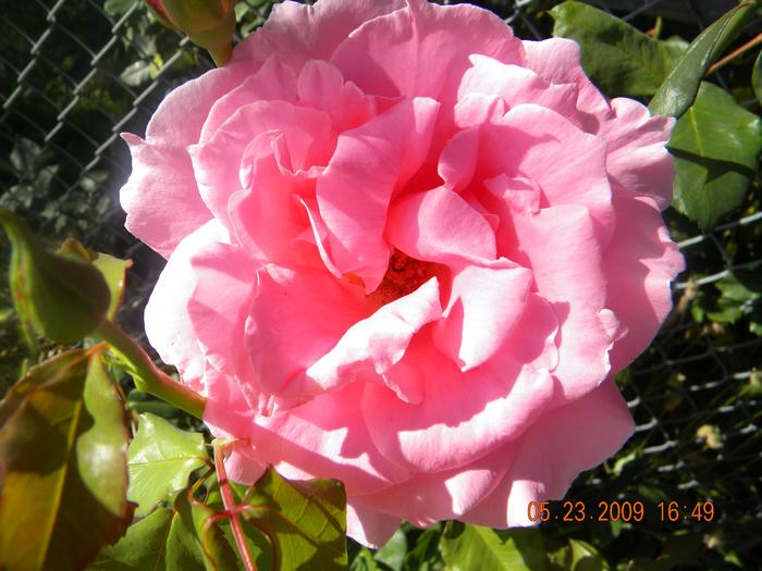 these pink roses grow huge in my front yard