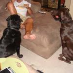 Do you think they are hungry??? Riley my Black Lab and Bruno my Choclate Lab!!