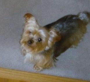 My Yorkshire Terrier who sadly passed away in March 2009 at 11yrs old.
