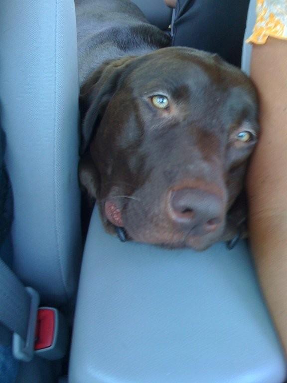 Bruno's head between the car seats.