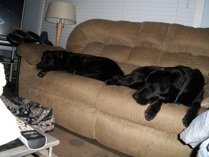 Deuce and Reggie - my 2 spoiled mutts :)