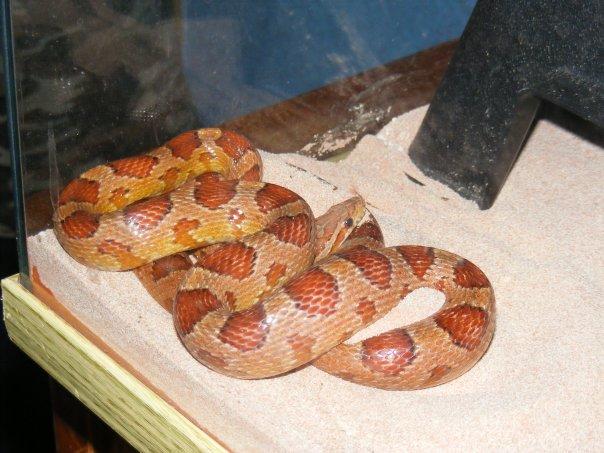 Our still unnamed female corn snake. Note the mouse-induced bulge!