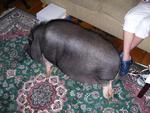 Our Potbellied Pig - George